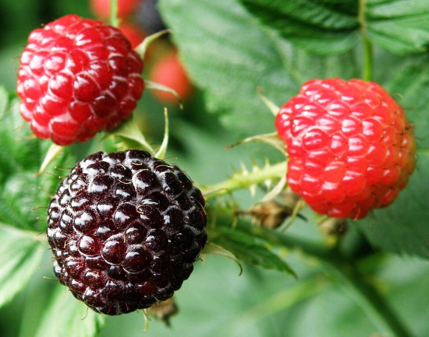 Black Raspberry (Rubus occidentalis) — ripe black fruit on a typical arching primocane