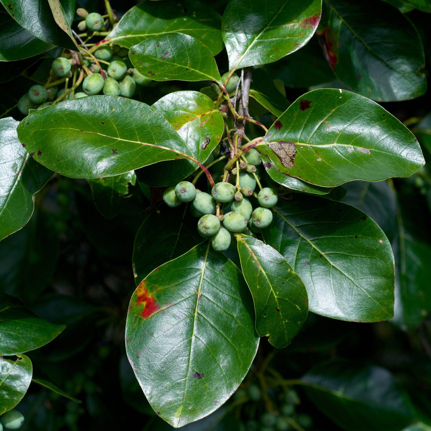 Black Tupelo (Nyssa sylvatica) — brilliant scarlet fall foliage