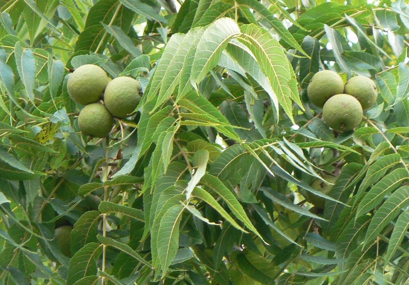 Black Walnut (Juglans nigra) — compound leaves and characteristic furrowed dark bark
