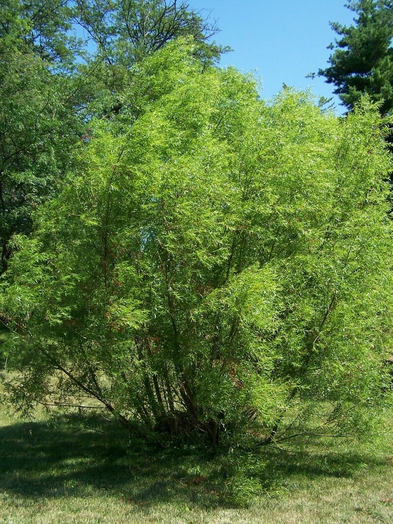 Black Willow (Salix nigra) — typical multi-stemmed streambank tree