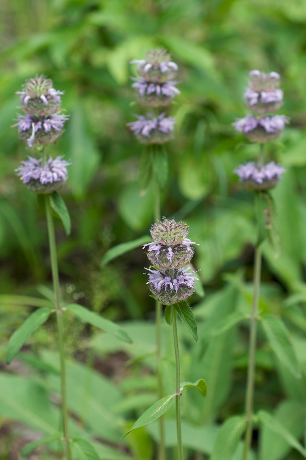 Downy pagoda-plant (Blephilia ciliata)