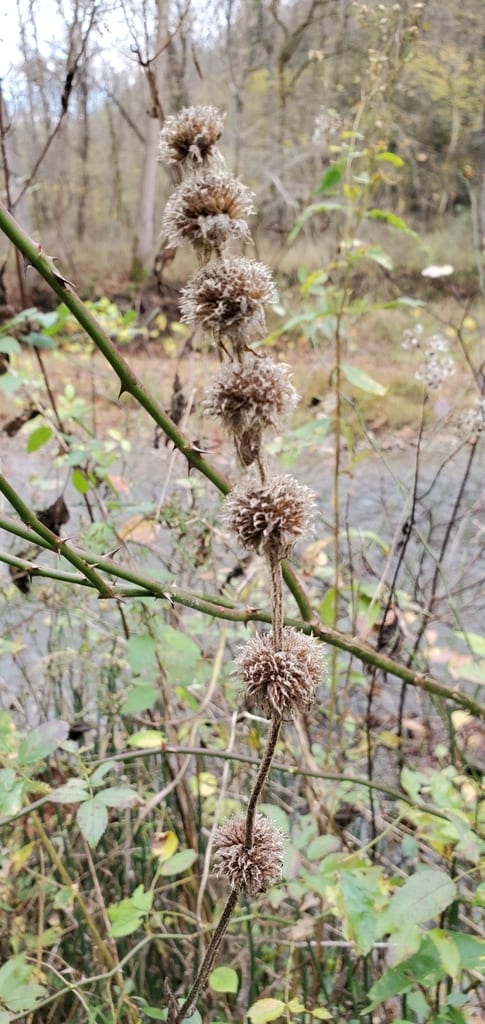 Hairy pagoda-plant (Blephilia hirsuta var. hirsuta)