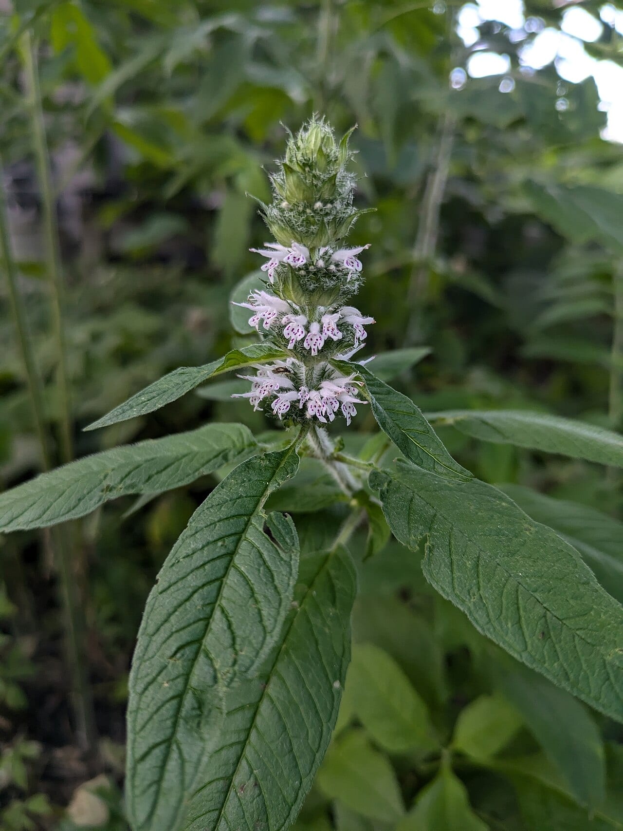 Hairy woodmint (Blephilia hirsuta)