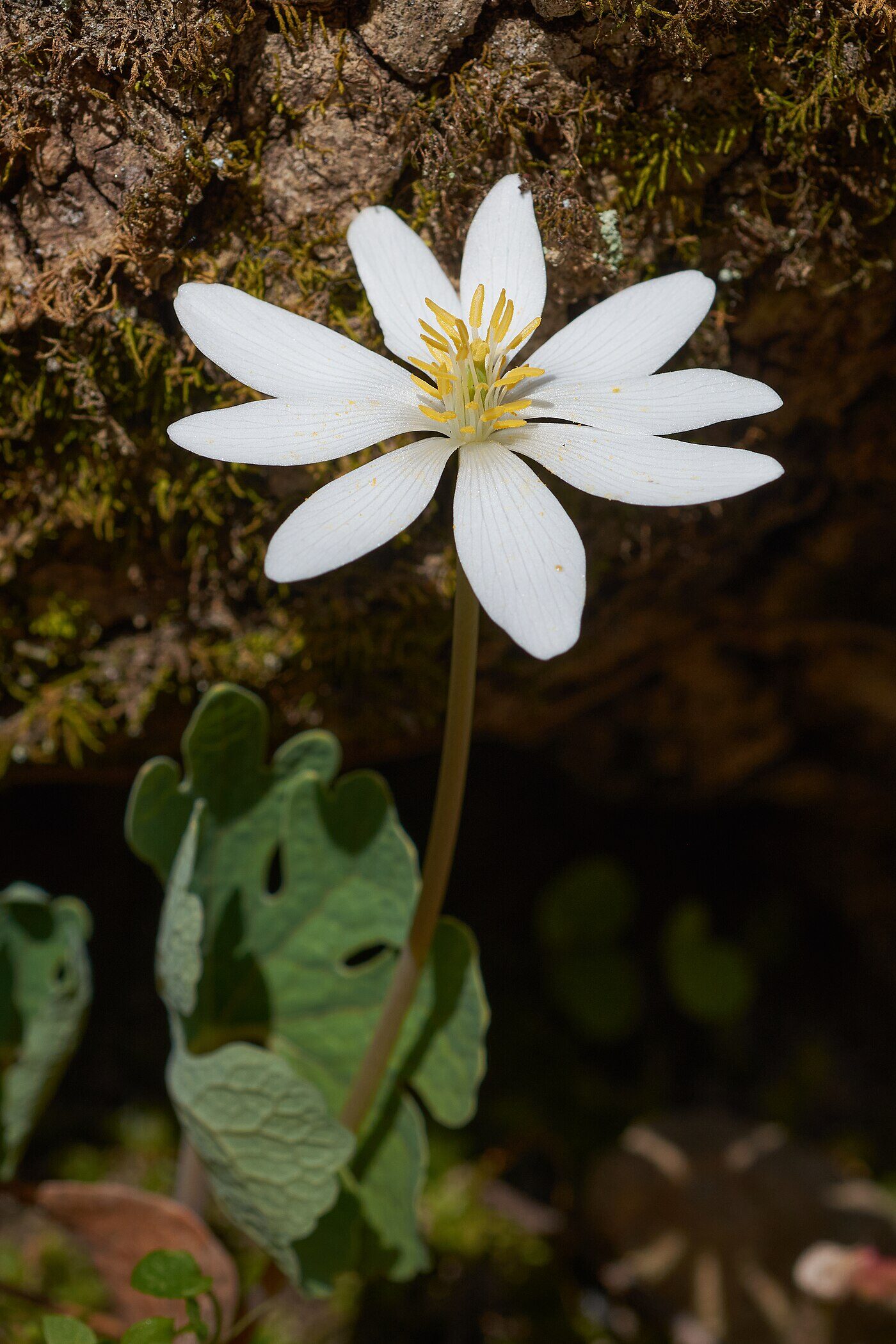 Bloodroot (Sanguinaria canadensis) — pristine white spring ephemeral flower