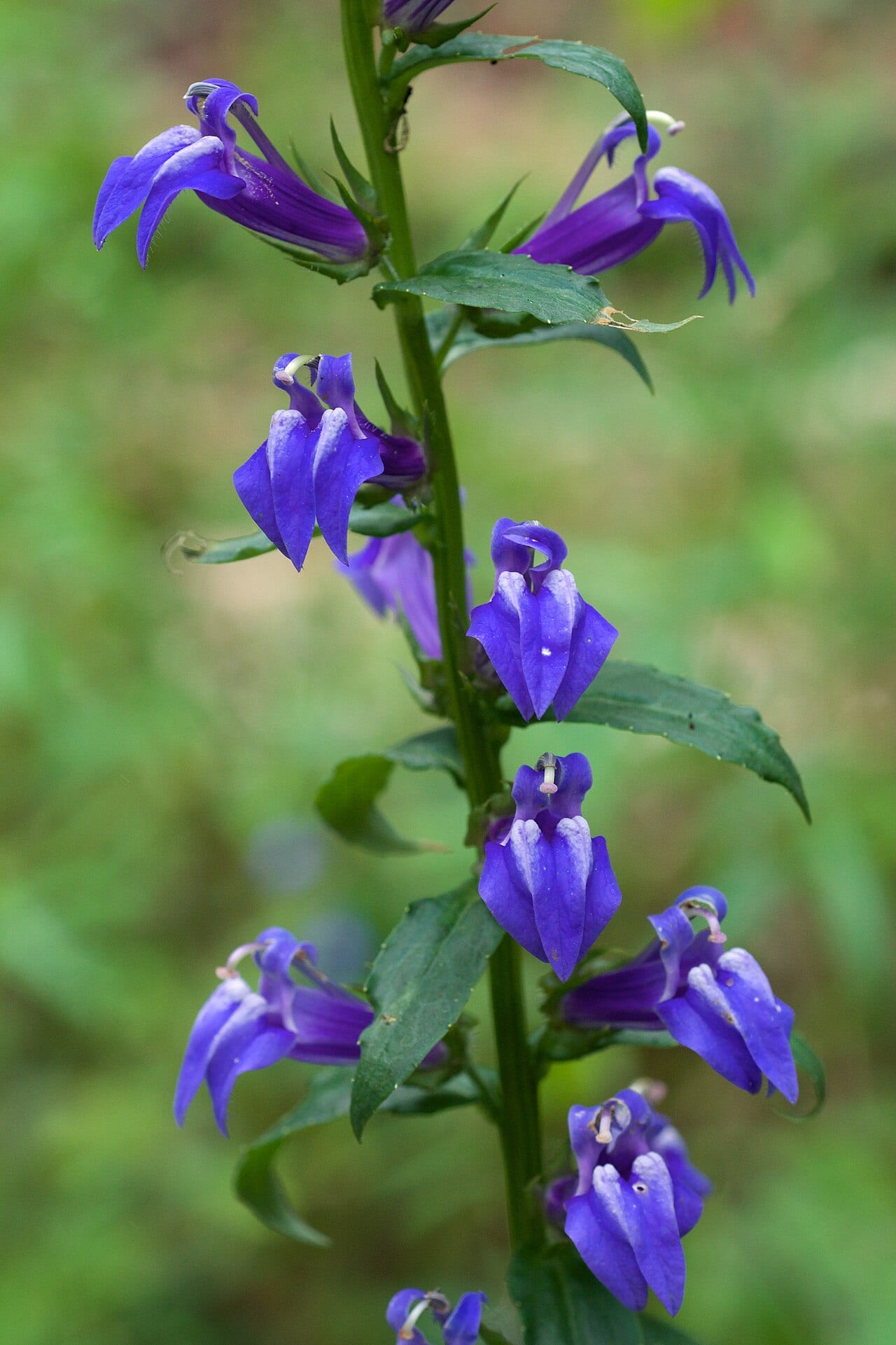 Blue Lobelia (Lobelia siphilitica)