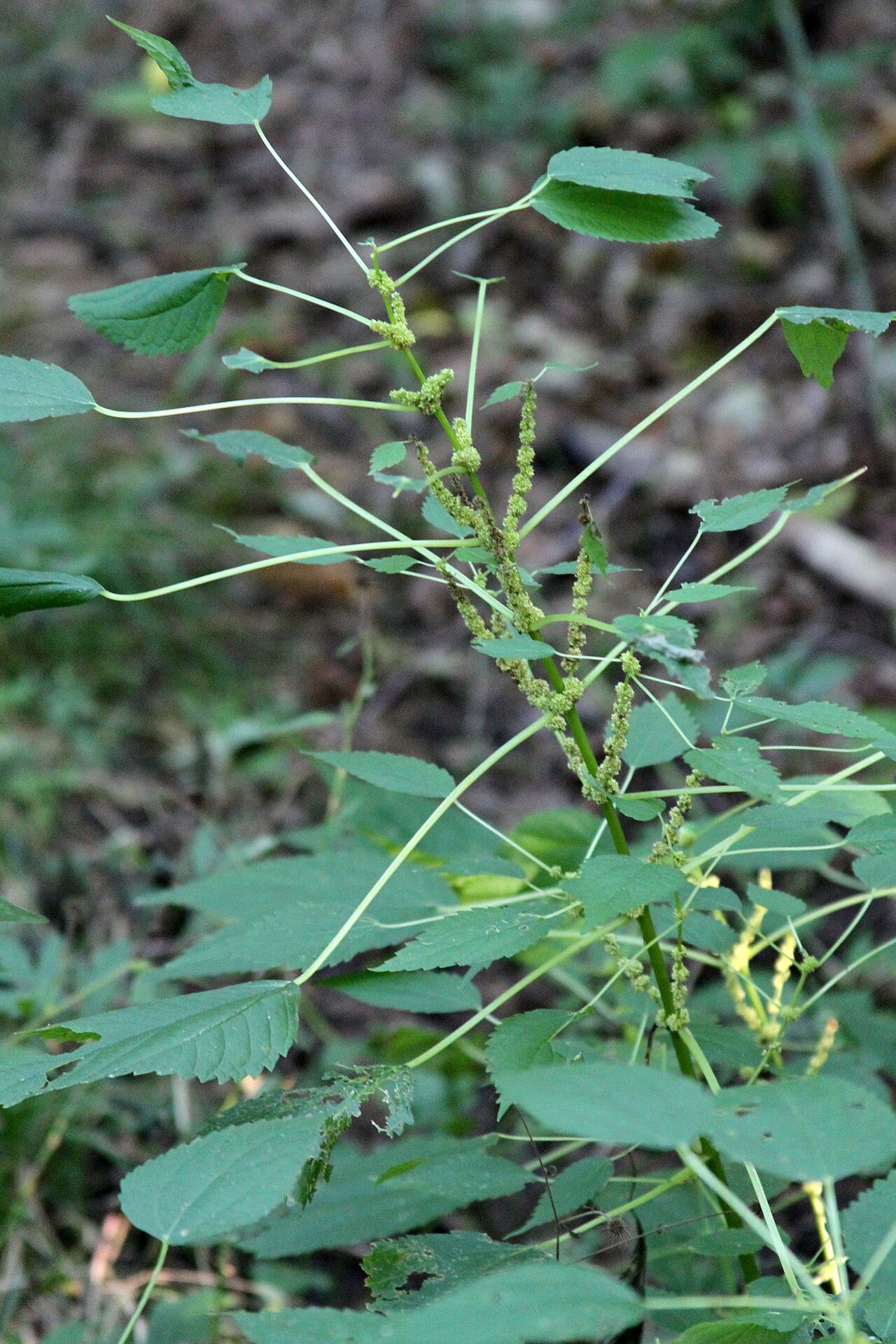 Smallspike false nettle (Boehmeria cylindrica)