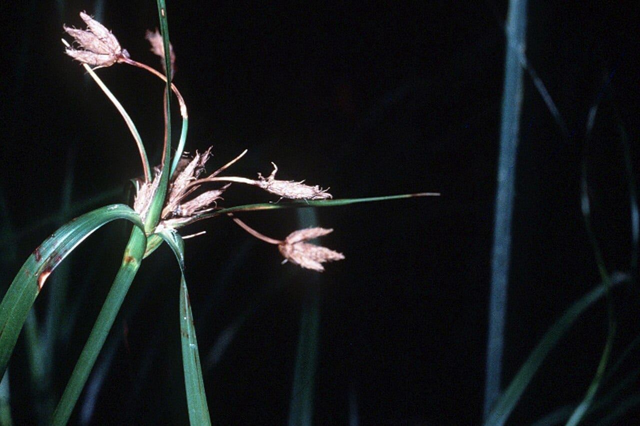 River bulrush (Bolboschoenus fluviatilis)