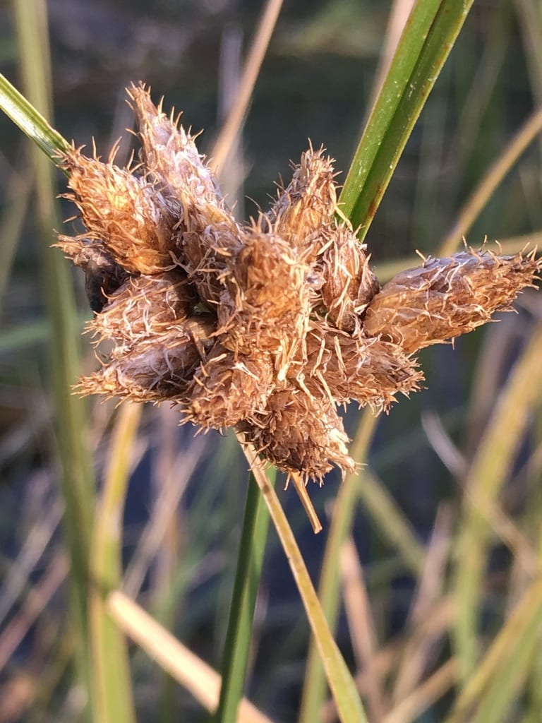 Cosmopolitan bulrush (Bolboschoenus maritimus ssp. paludosus)