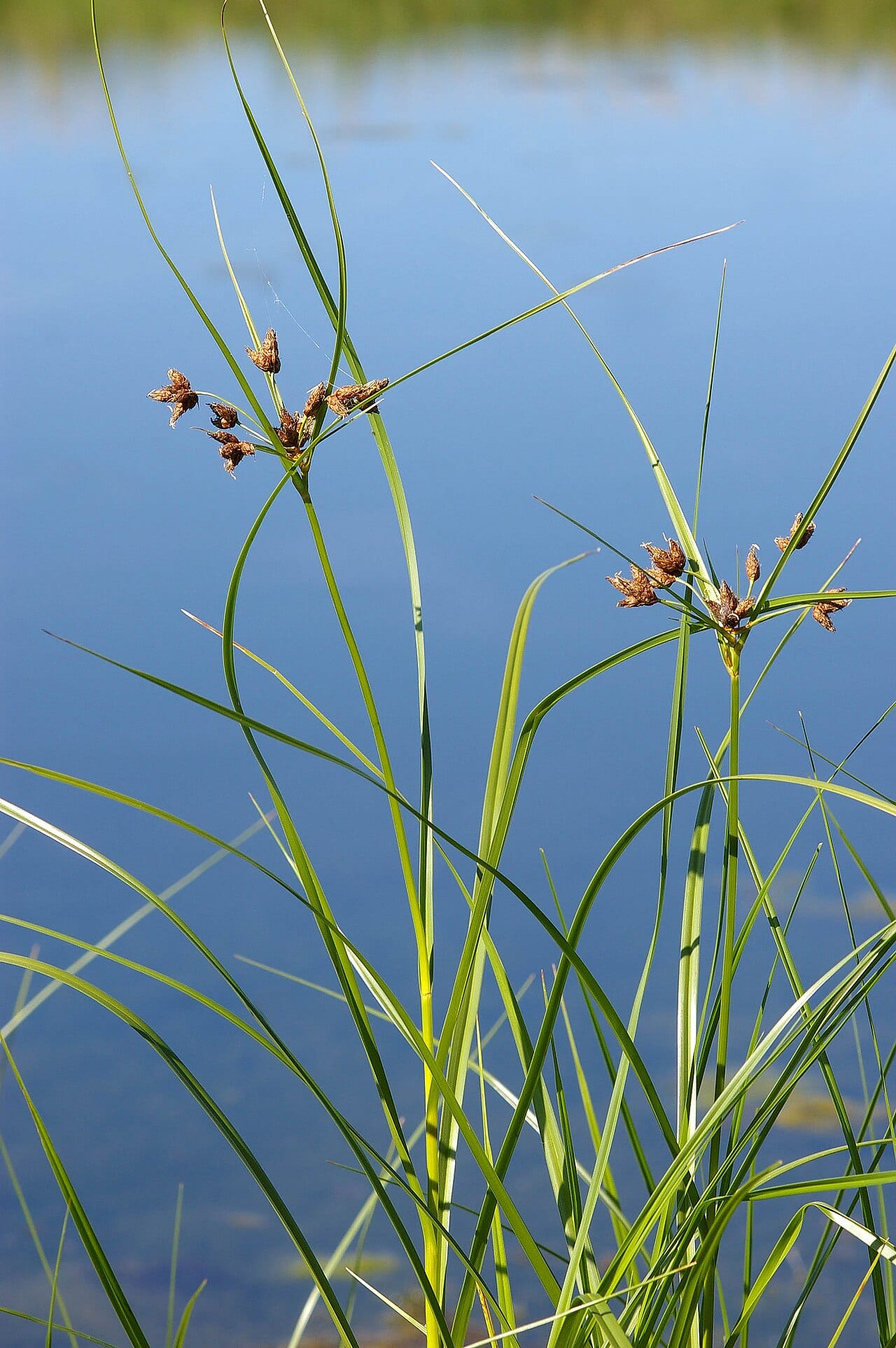 Cosmopolitan bulrush (Bolboschoenus maritimus)