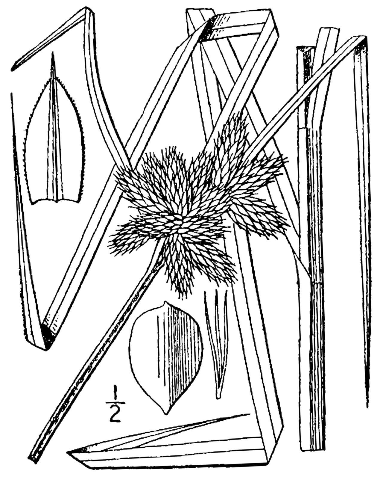 Sturdy bulrush (Bolboschoenus robustus)