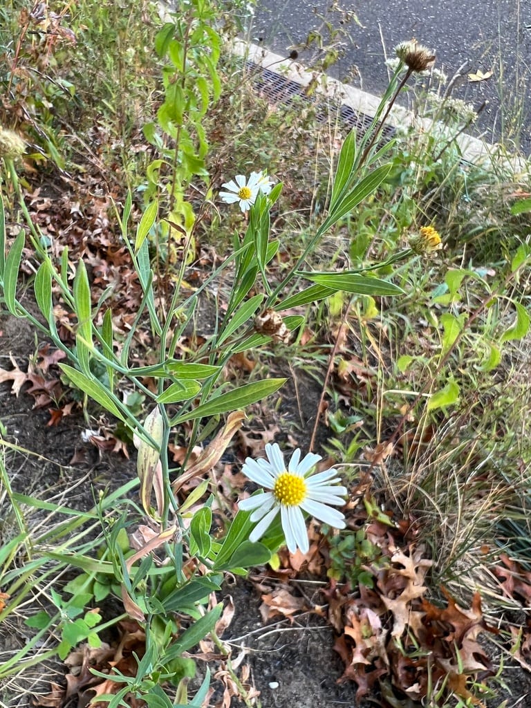 White doll's daisy (Boltonia asteroides var. recognita)