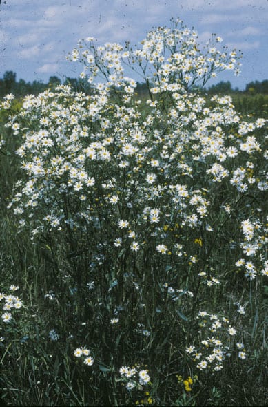 Boltonia (Boltonia asteroides)