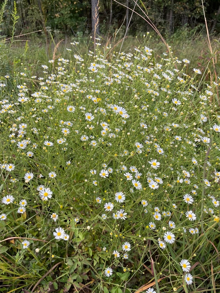 Smallhead doll's daisy (Boltonia diffusa var. interior)