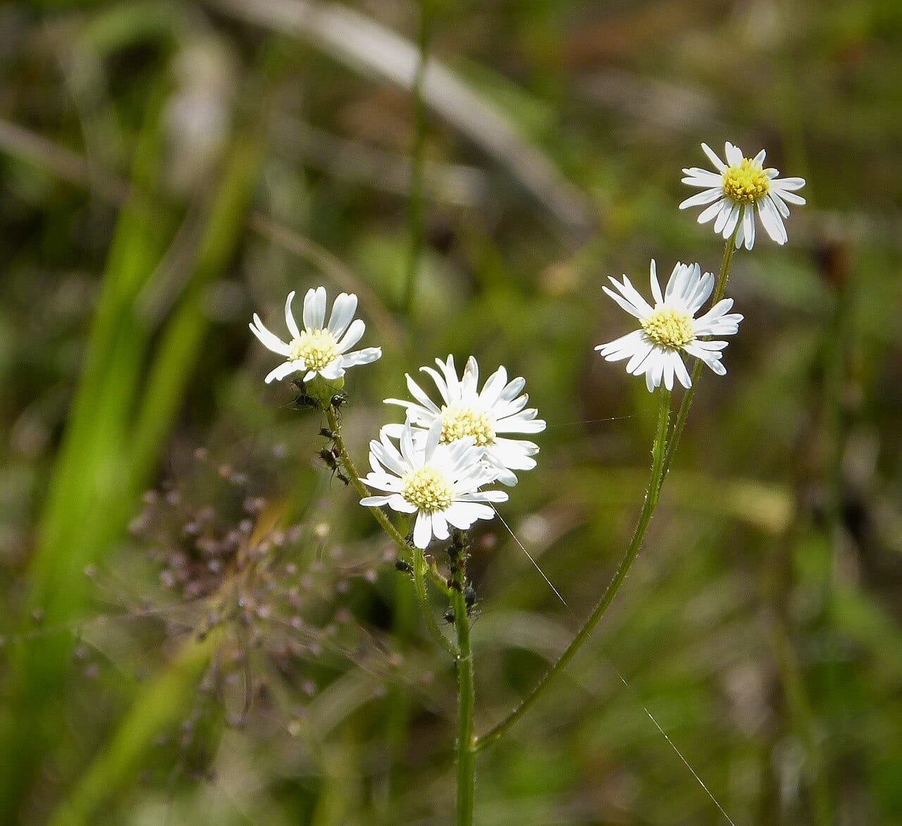 Doll's daisy (Boltonia diffusa)