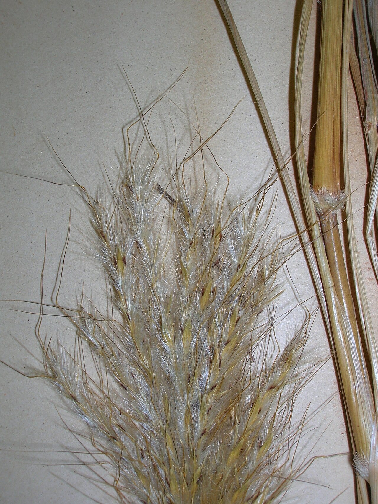Pinhole bluestem (Bothriochloa barbinodis)