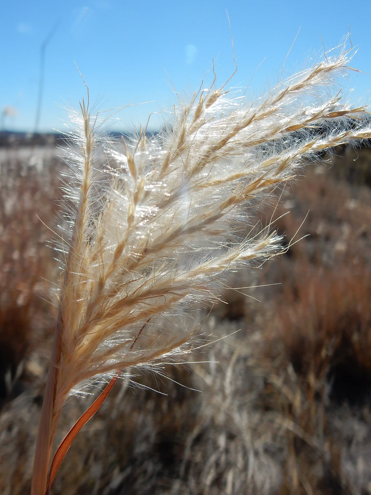 Silver bluestem (Bothriochloa laguroides)