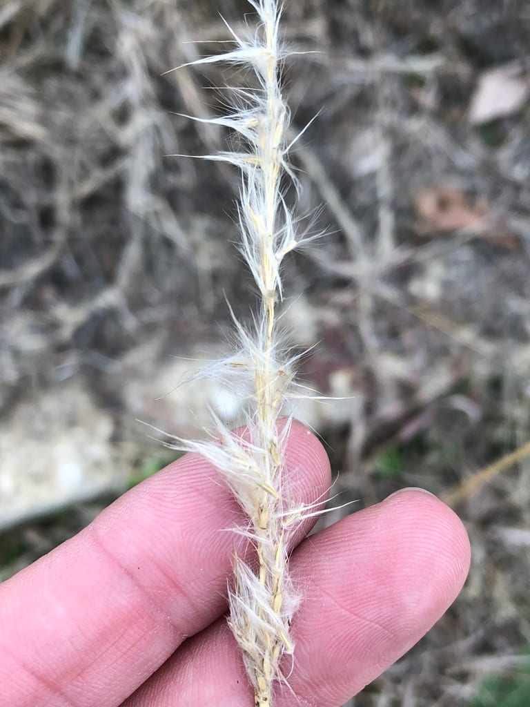Silver bluestem (Bothriochloa torreyana)