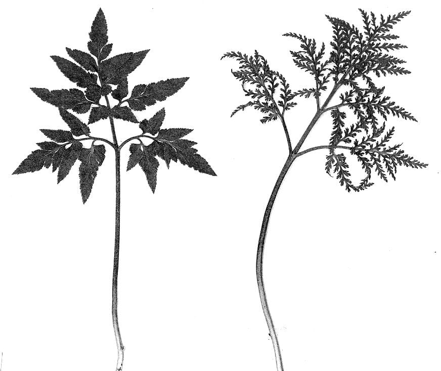 Cutleaf grapefern (Botrychium dissectum)