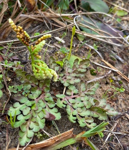 Winter grapefern (Botrychium lunarioides)