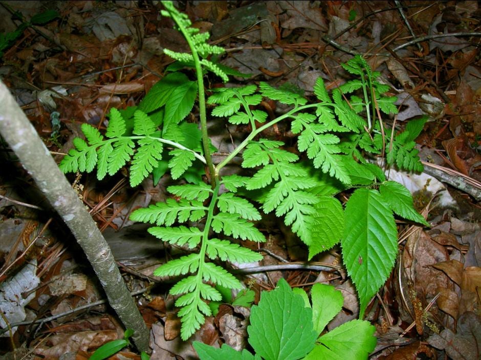 Rattlesnake fern (Botrychium virginianum)