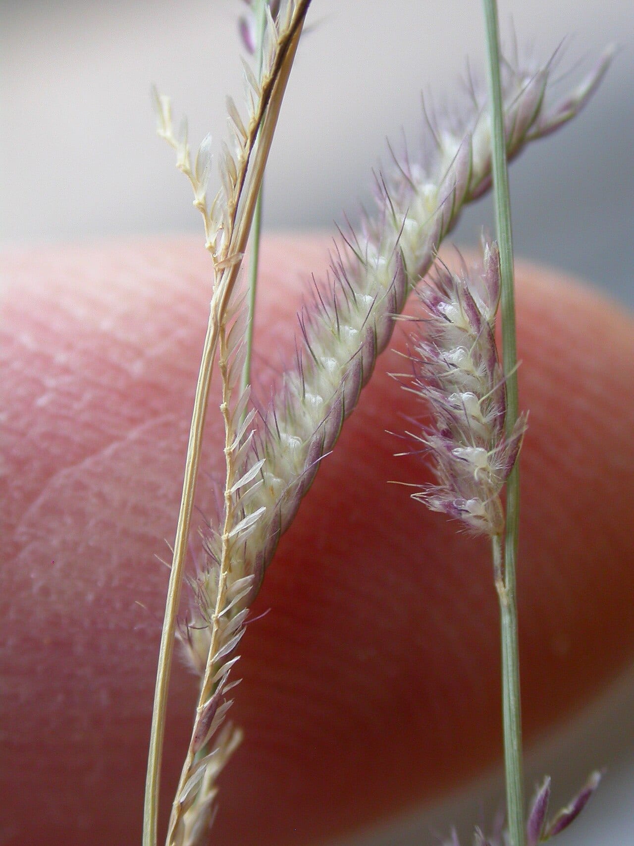 Sixweeks grama (Bouteloua barbata)