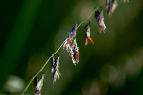 Bunching side oats grama (Bouteloua curtipendula var. caespitosa)