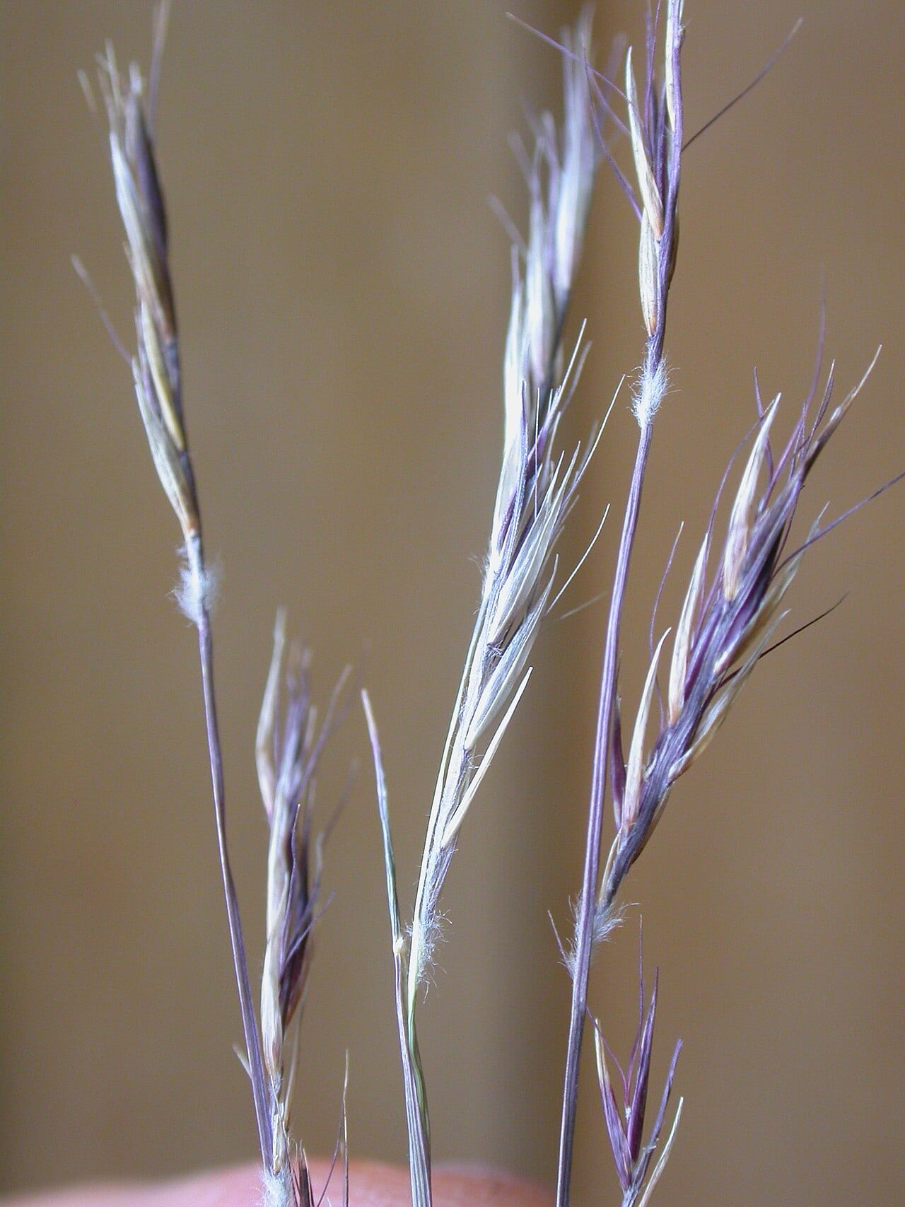 Black grama (Bouteloua eriopoda)