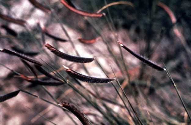 Blue grama (Bouteloua gracilis)