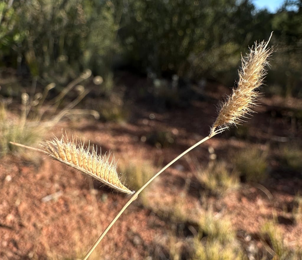 Hairy grama (Bouteloua hirsuta var. hirsuta)