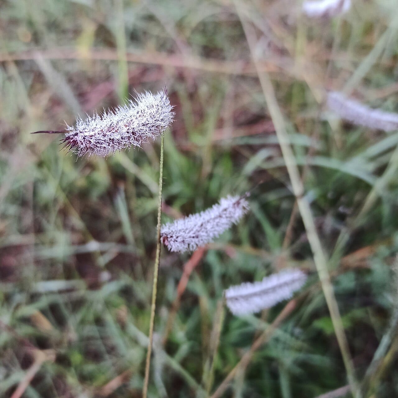 Hairy grama (Bouteloua hirsuta)