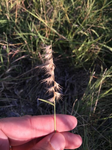 Texas grama (Bouteloua rigidiseta)
