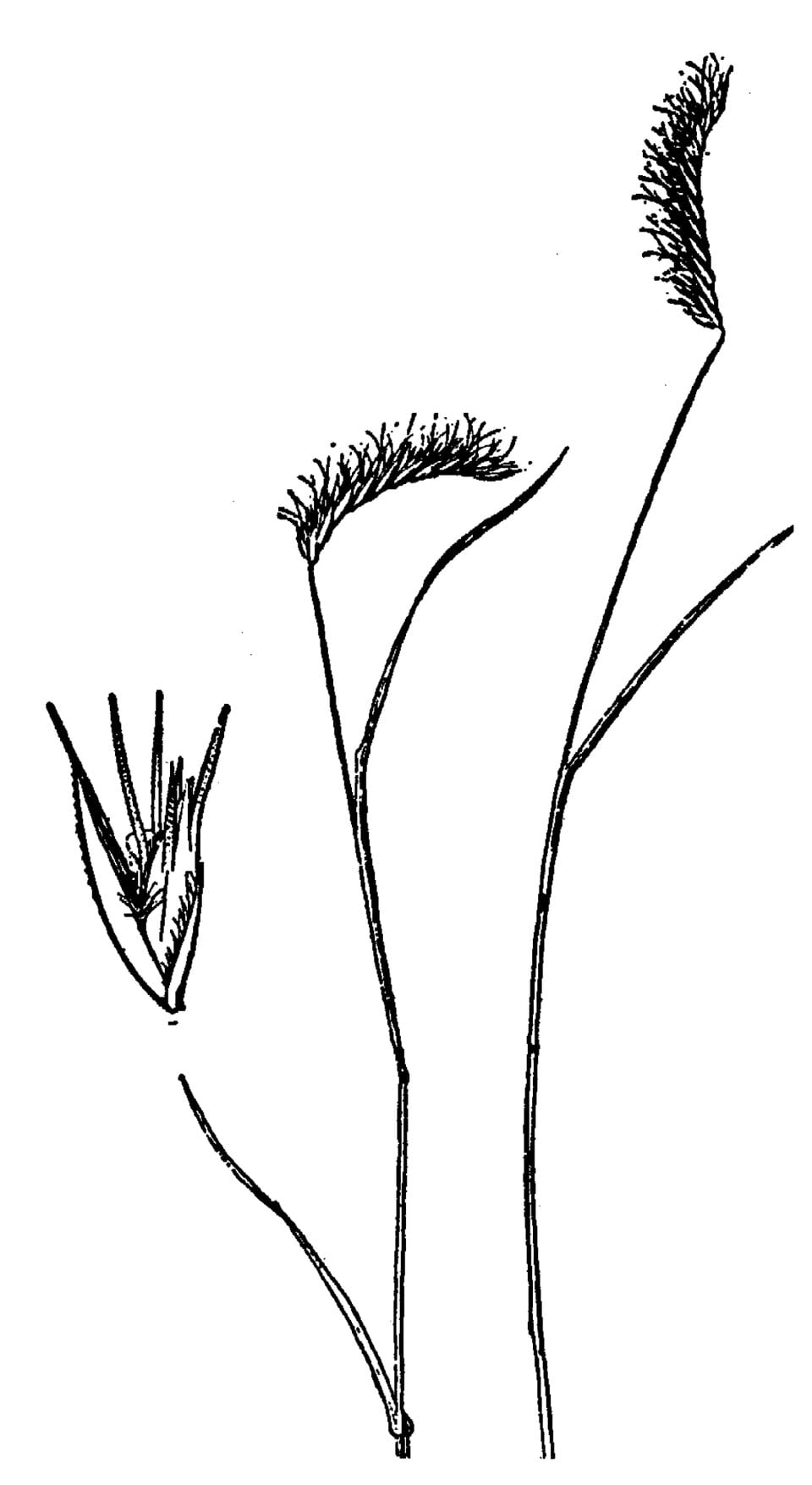 Mat grama (Bouteloua simplex)