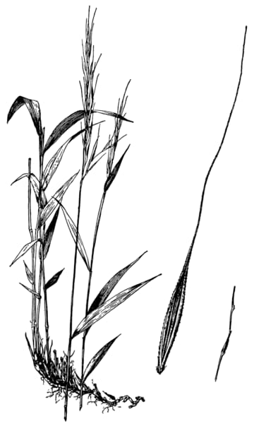 Bearded shorthusk (Brachyelytrum erectum)