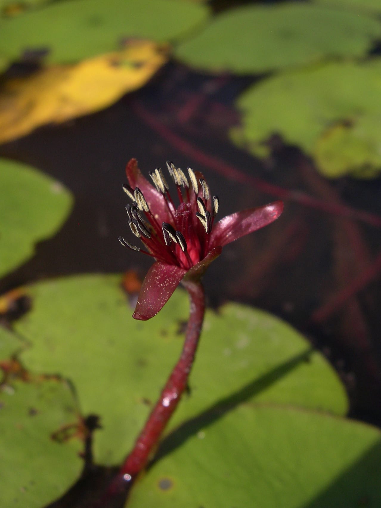 Watershield (Brasenia schreberi)