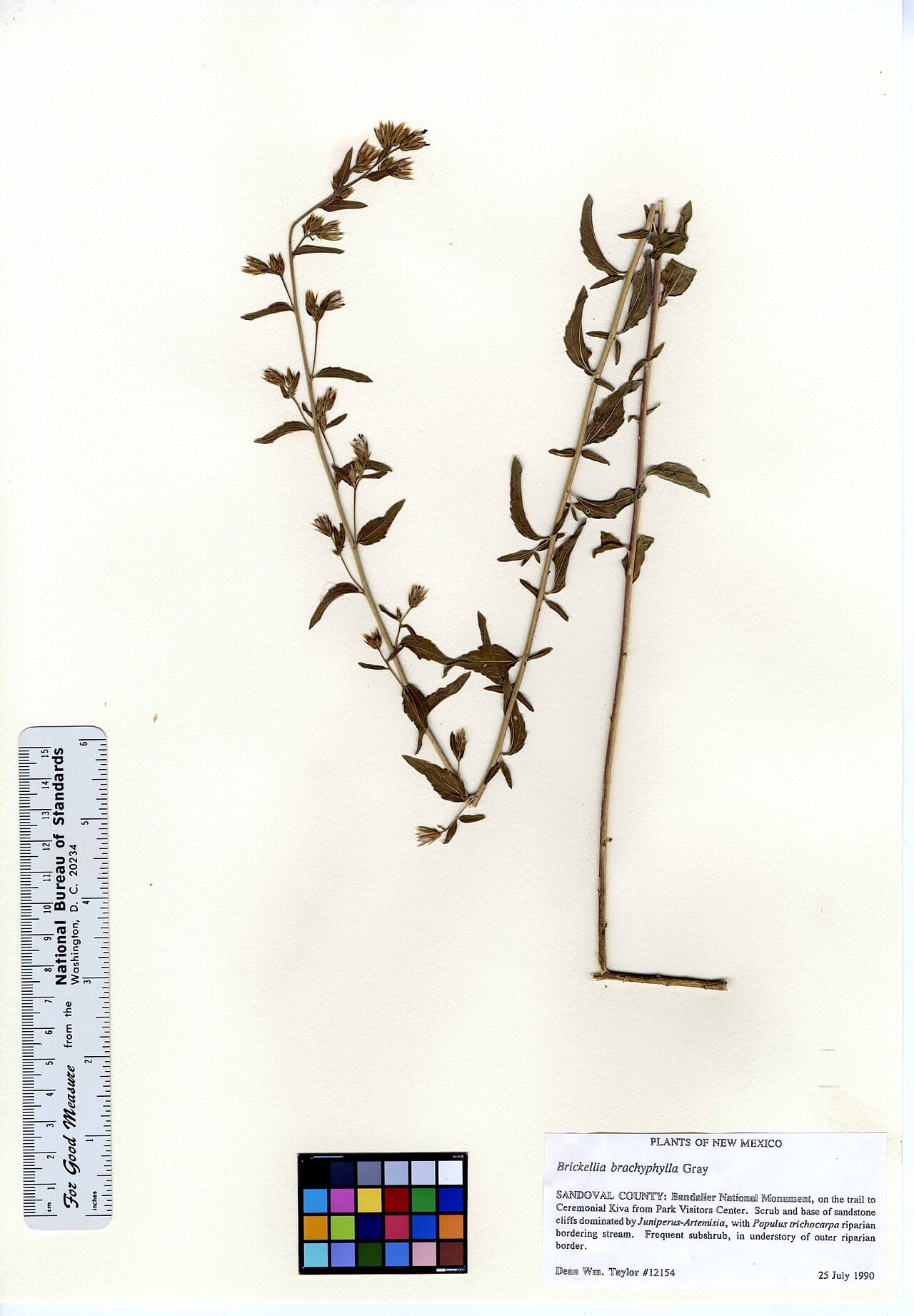 Plumed brickellbush (Brickellia brachyphylla)