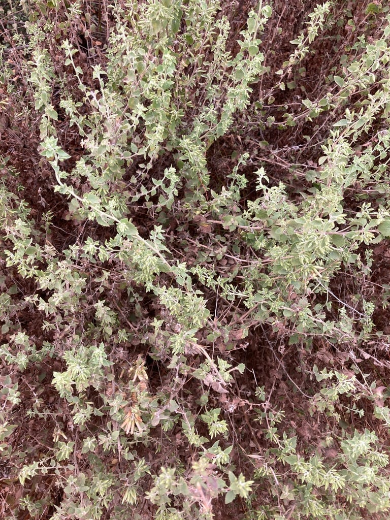 California brickellbush (Brickellia californica var. californica)