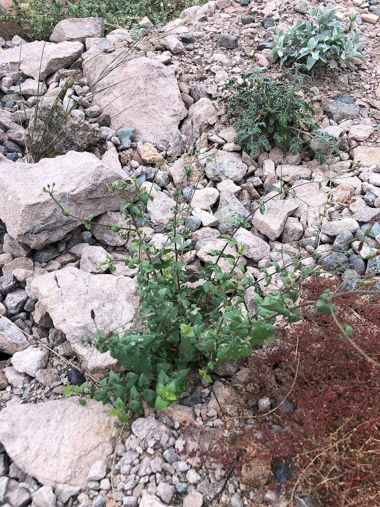 Coulter's brickellbush (Brickellia coulteri)