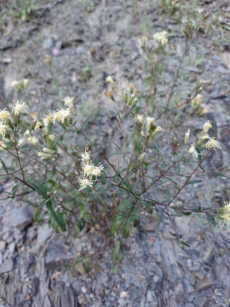 False boneset (Brickellia eupatorioides var. chlorolepis)