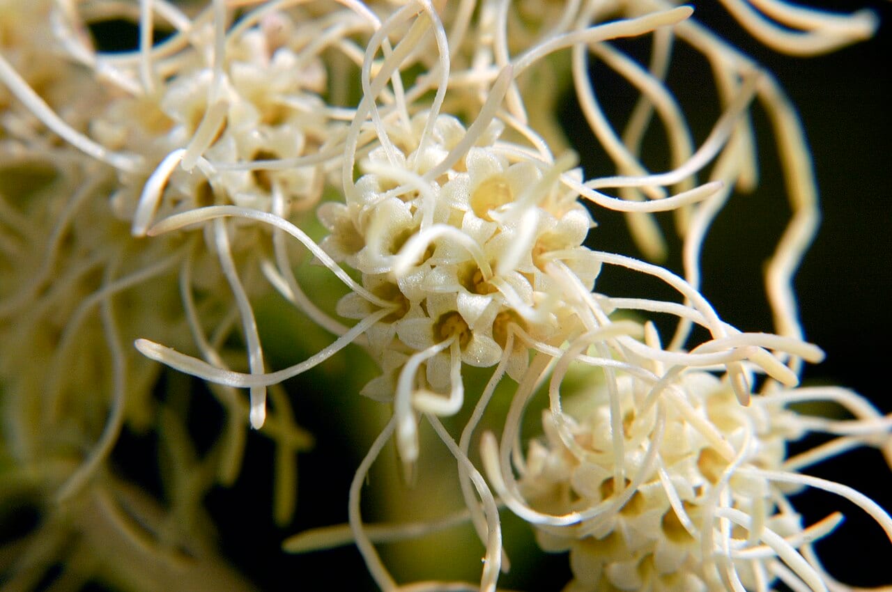False boneset (Brickellia eupatorioides)