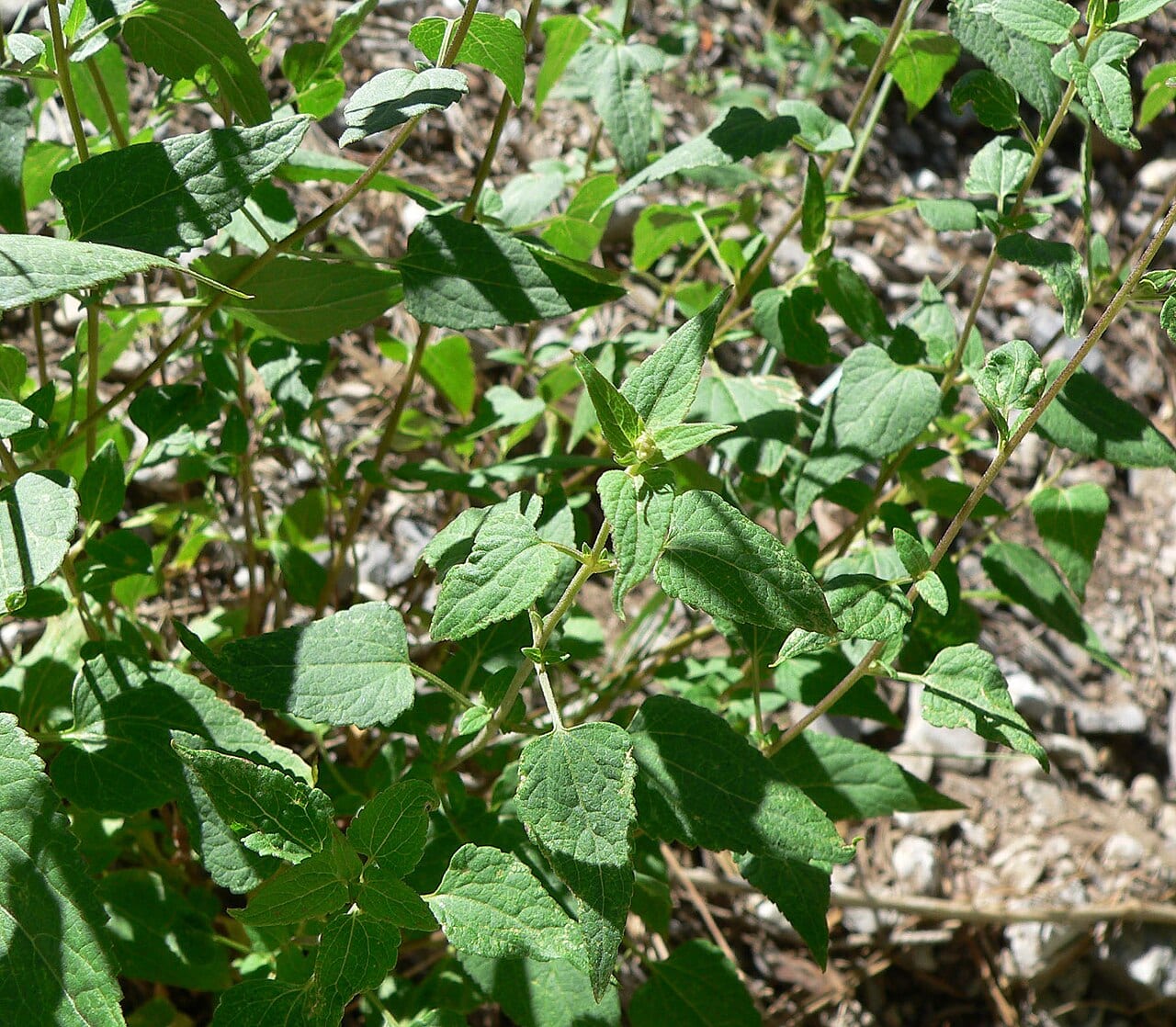 Tasselflower brickellbush (Brickellia grandiflora)