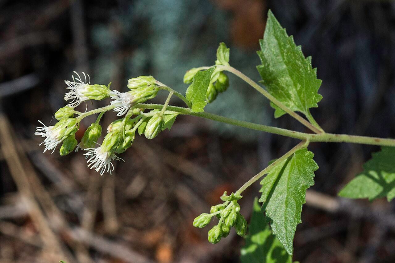 Fendler's brickellbush (Brickelliastrum fendleri)