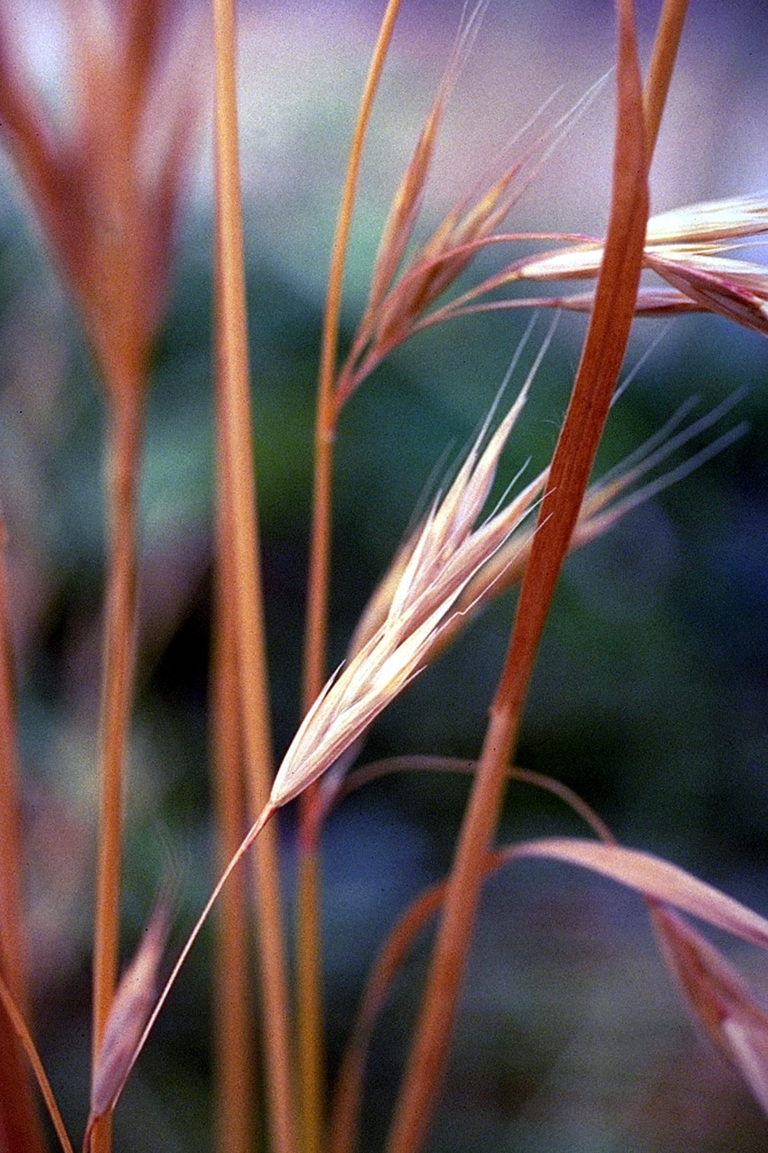 California brome (Bromus carinatus)