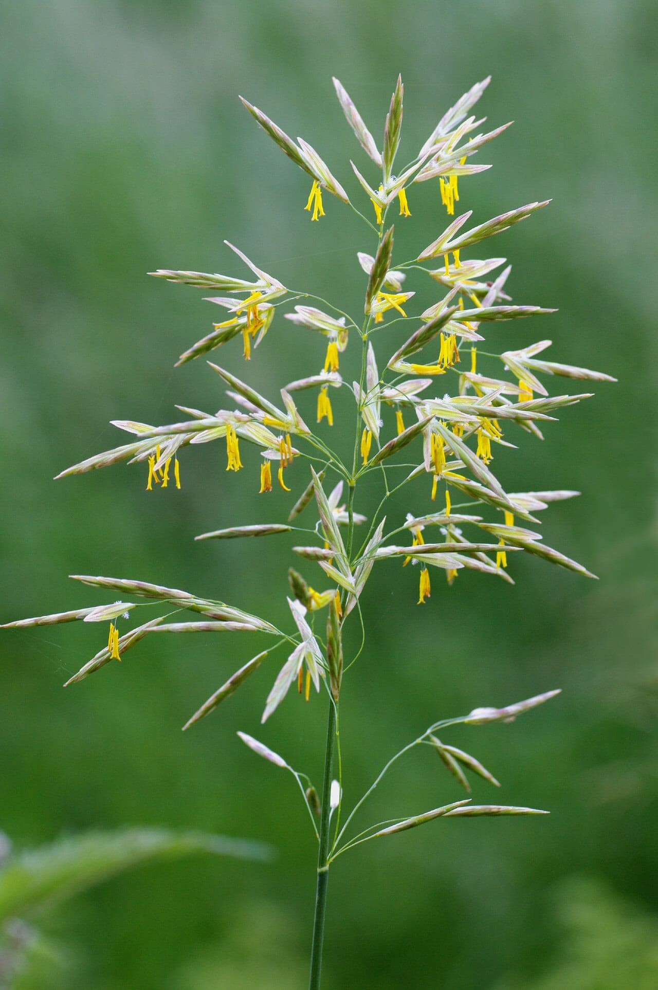 Smooth brome (Bromus inermis)