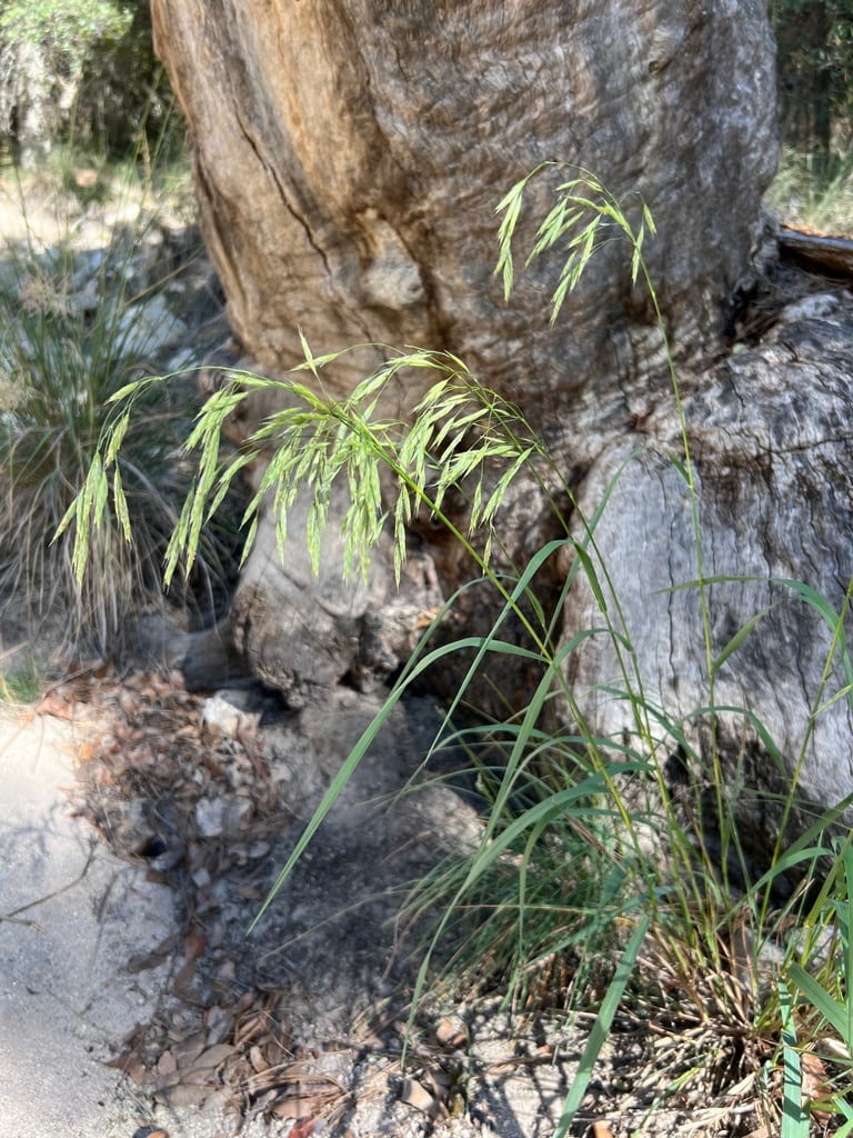 Woolly brome (Bromus lanatipes)