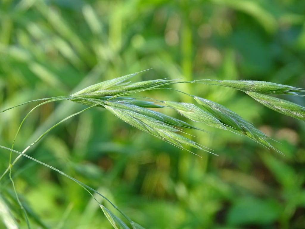 Earlyleaf brome (Bromus latiglumis)
