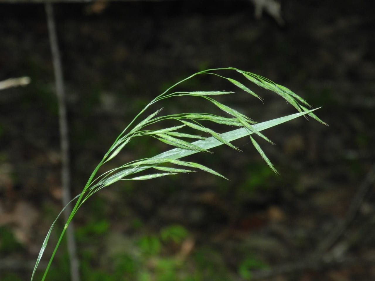Nottoway valley brome (Bromus nottowayanus)