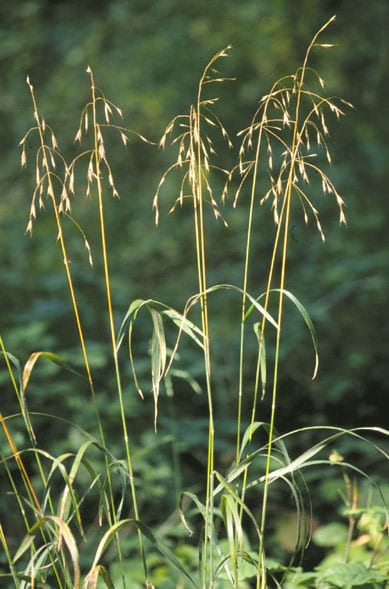 Hairy woodland brome (Bromus pubescens)