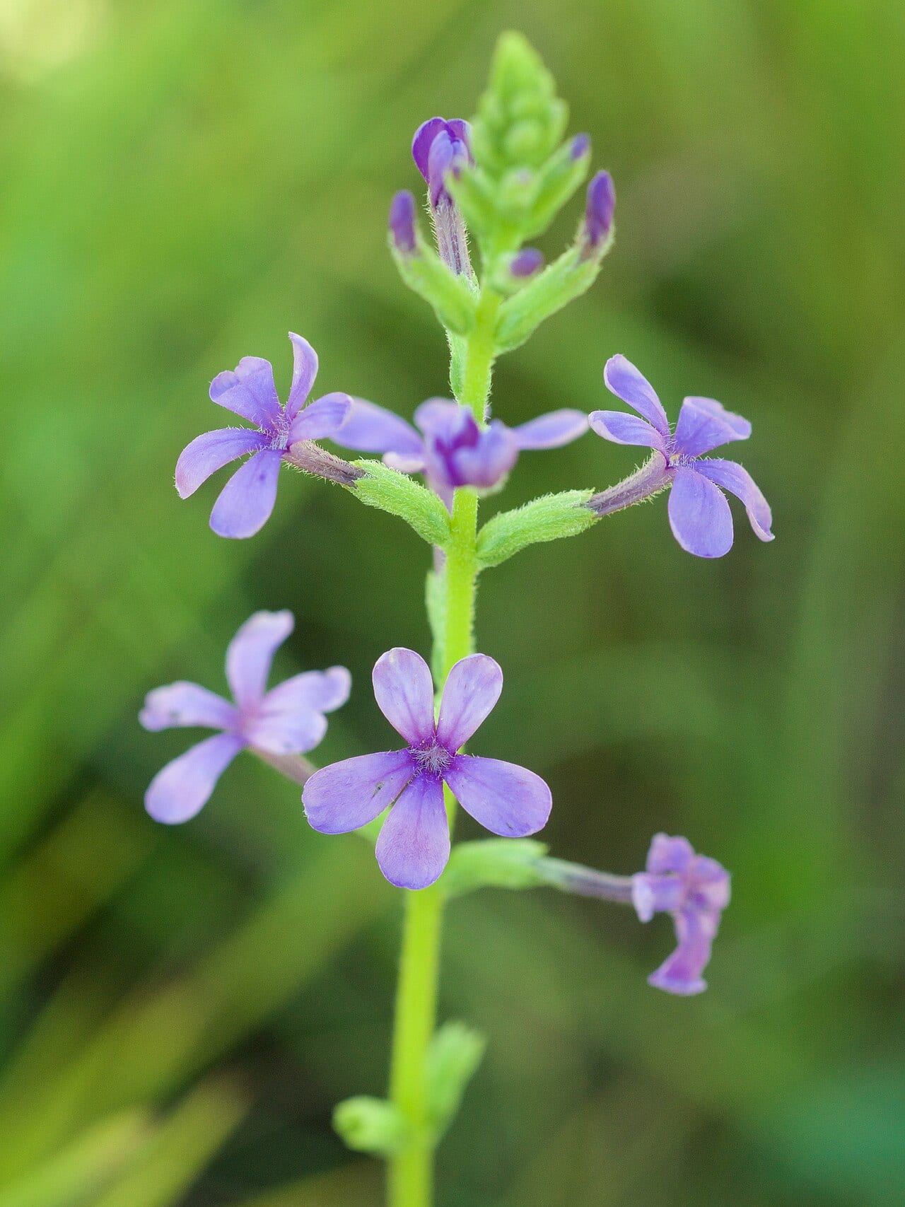 American bluehearts (Buchnera americana)