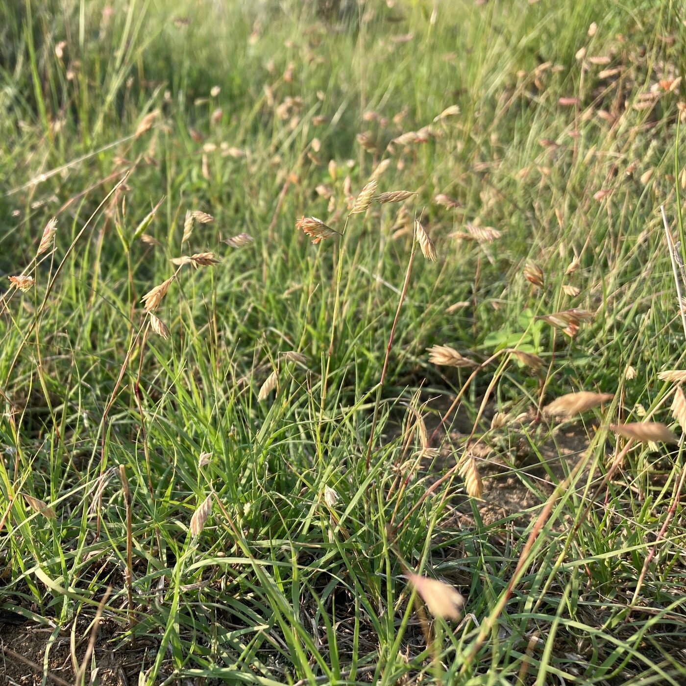Buffalograss (Bouteloua dactyloides) — fine blue-green stolon-forming sod
