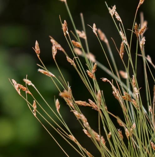 Dense-tuft hair sedge (Bulbostylis capillaris ssp. capillaris)
